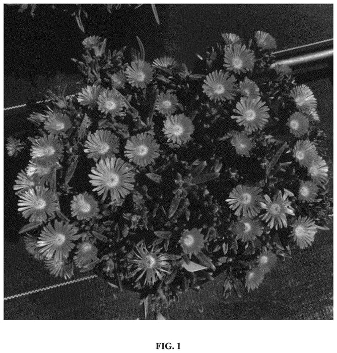 Figure 1 of US plant patent PP34674, the photograph of T1873 printed in the patent.