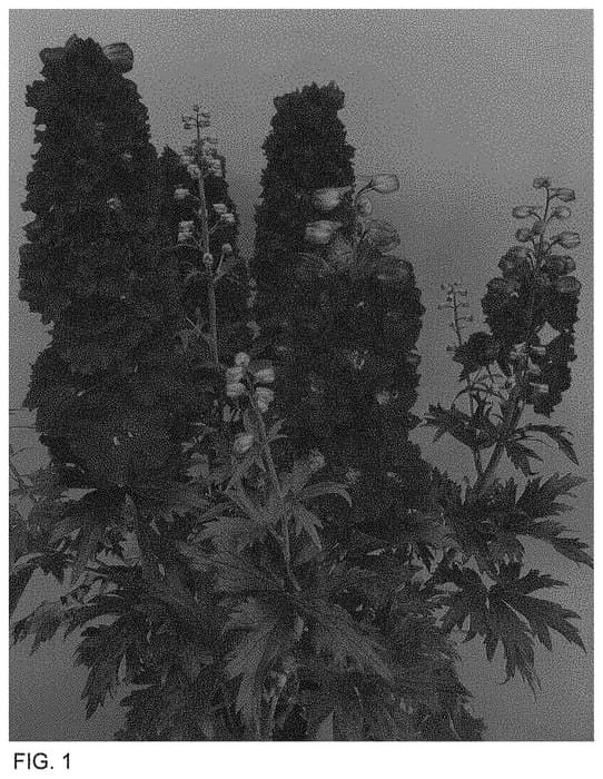 Figure 1 of US plant patent PP34675, the photograph of ET DLP 807 printed in the patent.