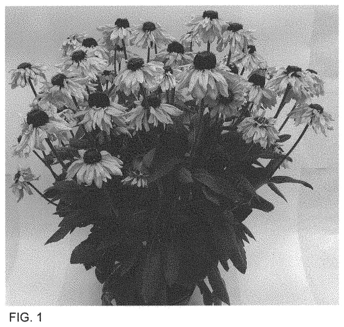 Figure 1 of US plant patent PP34676, the photograph of ET RDB 803 printed in the patent.