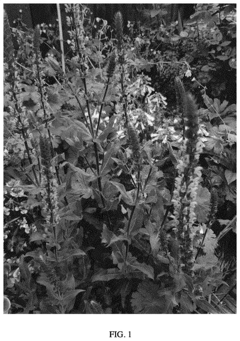 Figure 1 of US plant patent PP34677, the photograph of TUCARINK printed in the patent.