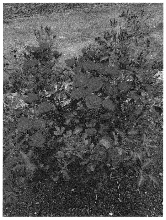 Figure 1 of US plant patent PP34678, the photograph of NOA20059 printed in the patent.