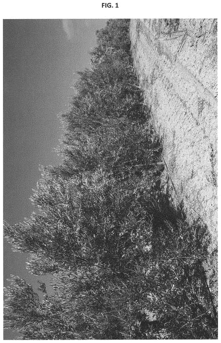 Figure 1 of US plant patent PP34679, the photograph of I-50 printed in the patent.