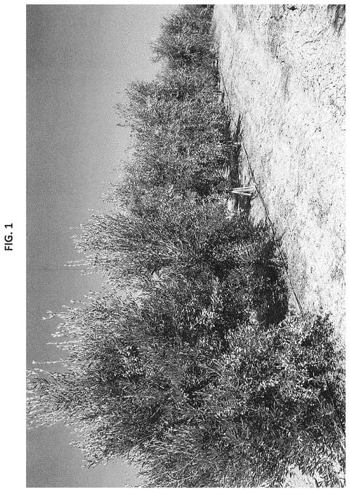 Figure 1 of US plant patent PP34680, the photograph of I-16 printed in the patent.