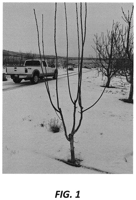Figure 1 of US plant patent PP34681, the photograph of RL 100 printed in the patent.