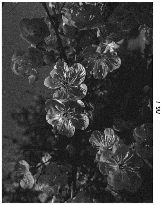 Figure 1 of US plant patent PP34682, the photograph of King printed in the patent.