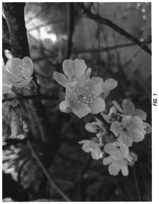 Figure 1 of US plant patent PP34683, the photograph of Lincoln printed in the patent.