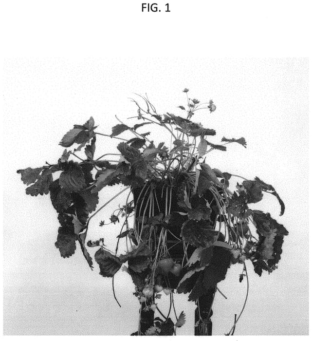 Figure 1 of US plant patent PP34684, the photograph of Florice printed in the patent.