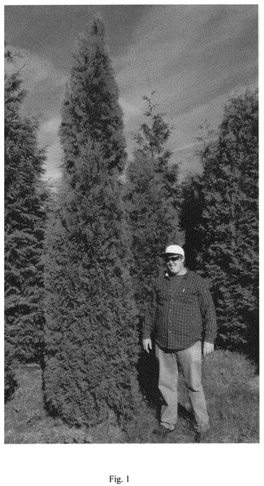 Figure 1 of US plant patent PP34685, the photograph of SMTOBM3 printed in the patent.
