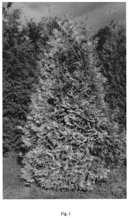 Figure 1 of US plant patent PP34686, the photograph of SMTOM1 printed in the patent.