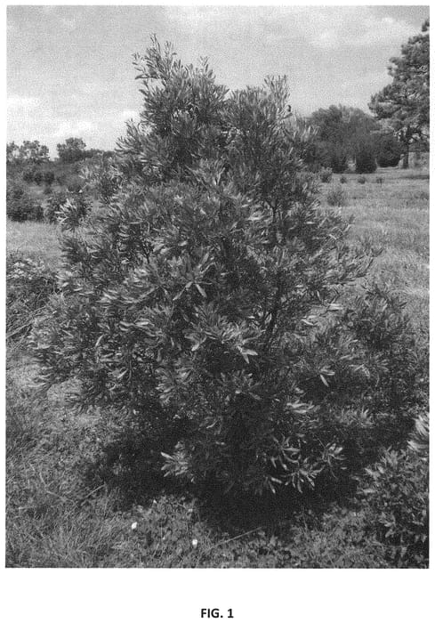 Figure 1 of US plant patent PP34687, the photograph of Whit XXIX printed in the patent.
