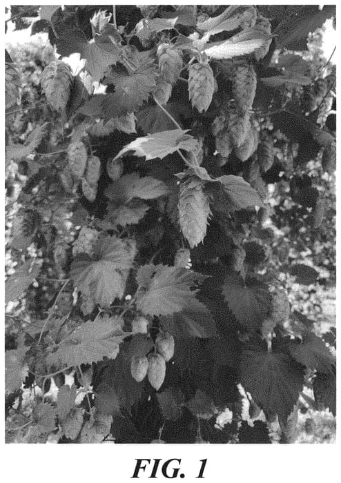 Figure 1 of US plant patent PP34688, the photograph of HBC 735 printed in the patent.
