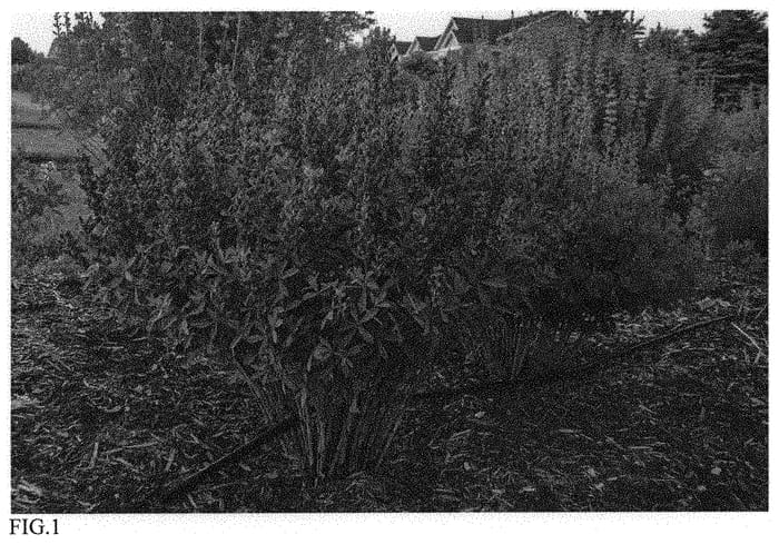 Figure 1 of US plant patent PP34689, the photograph of Burgundy Blast printed in the patent.