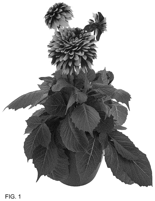 Figure 1 of US plant patent PP34690, the photograph of BKDAFRW printed in the patent.