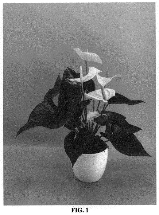 Figure 1 of US plant patent PP34691, the photograph of AN2491496 printed in the patent.