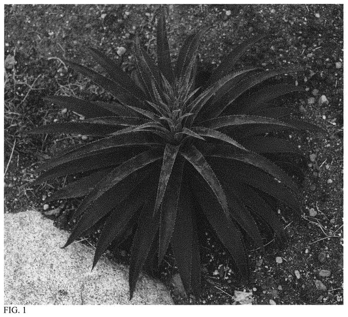 Figure 1 of US plant patent PP34692, the photograph of Black Magic printed in the patent.
