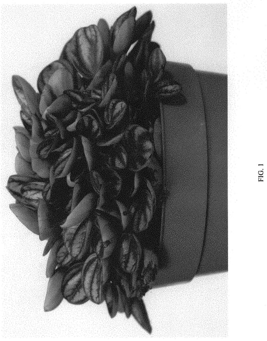 Figure 1 of US plant patent PP34693, the photograph of EC-PEPE-2102 printed in the patent.