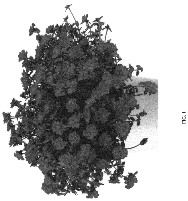 Figure 1 of US plant patent PP34694, the photograph of DPORMPZPUP printed in the patent.