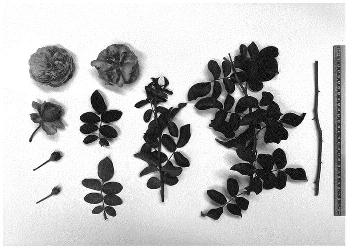 Figure 1 of US plant patent PP34695, the photograph of Wicked Sister printed in the patent.