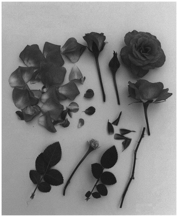Figure 1 of US plant patent PP34696, the photograph of Poulpar130 printed in the patent.