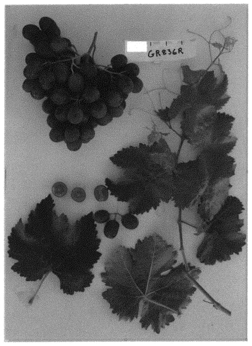 Figure 1 of US plant patent PP34697, the photograph of Sugra60 printed in the patent.