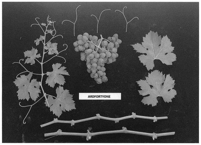 Figure 1 of US plant patent PP34698, the photograph of ARDFORTYONE printed in the patent.
