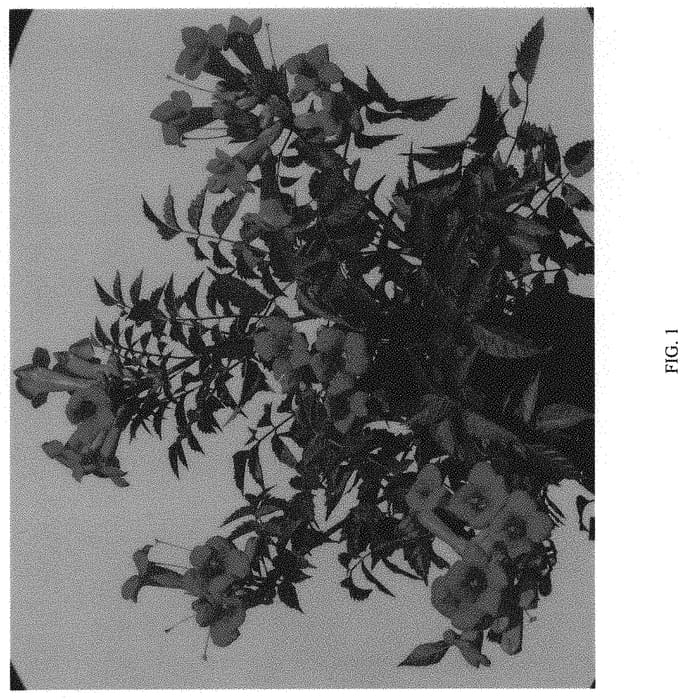 Figure 1 of US plant patent PP34699, the photograph of HOCH128 printed in the patent.