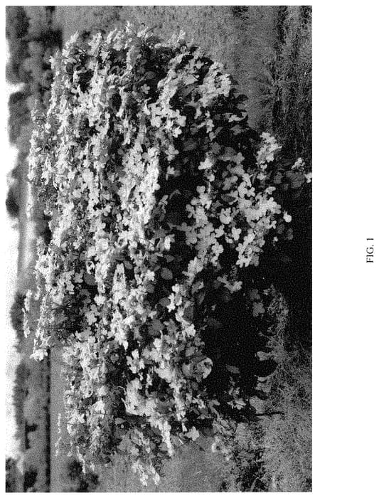 Figure 1 of US plant patent PP34700, the photograph of ILVOAWAI printed in the patent.