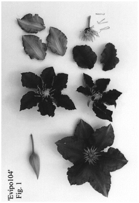 Figure 1 of US plant patent PP34701, the photograph of Evipo104 printed in the patent.