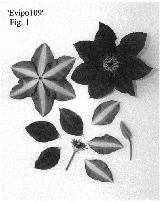 Figure 1 of US plant patent PP34702, the photograph of Evipo109 printed in the patent.