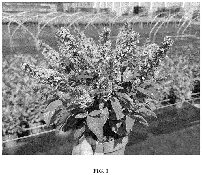 Figure 1 of US plant patent PP34703, the photograph of Botex 005 printed in the patent.