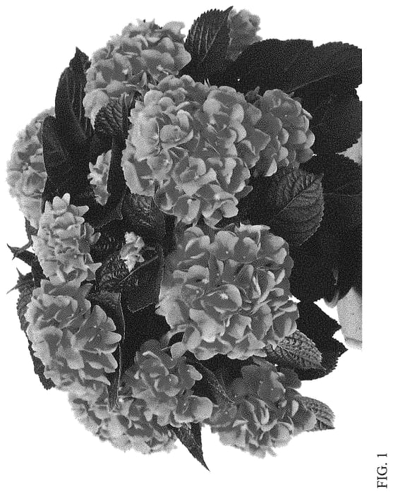 Figure 1 of US plant patent PP34704, the photograph of HISEA printed in the patent.