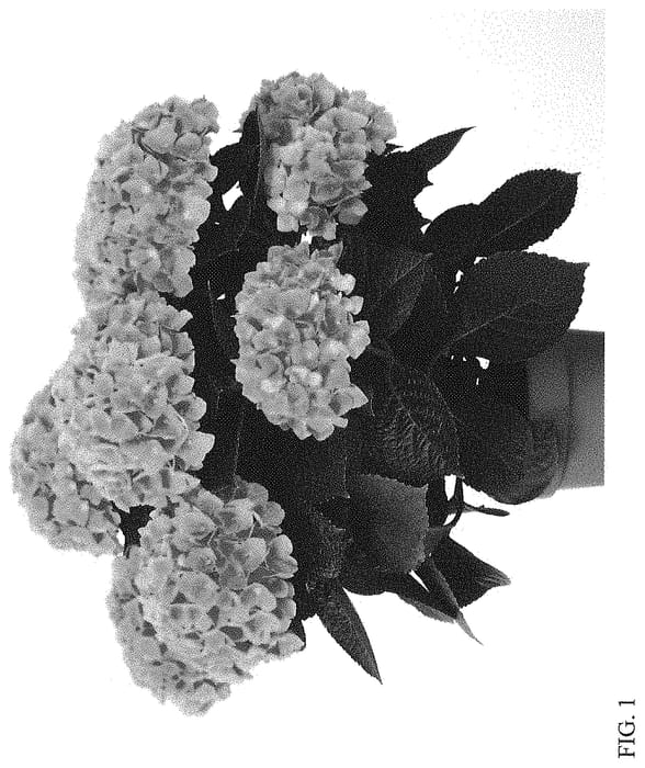 Figure 1 of US plant patent PP34705, the photograph of HI SKY printed in the patent.
