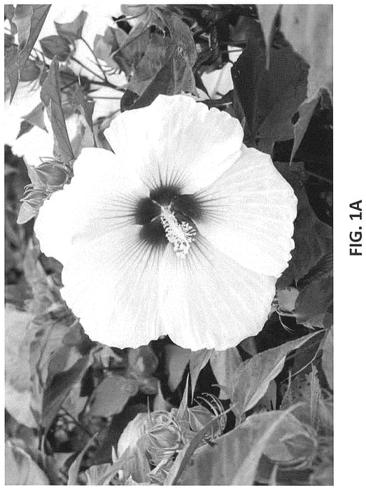 Figure 1 of US plant patent PP34706, the photograph of RutHib5 printed in the patent.
