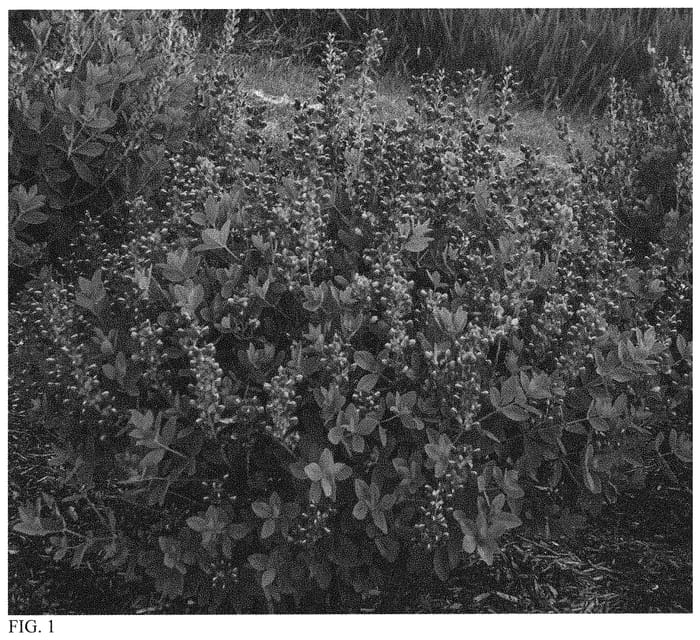 Figure 1 of US plant patent PP34707, the photograph of Honey Roasted printed in the patent.