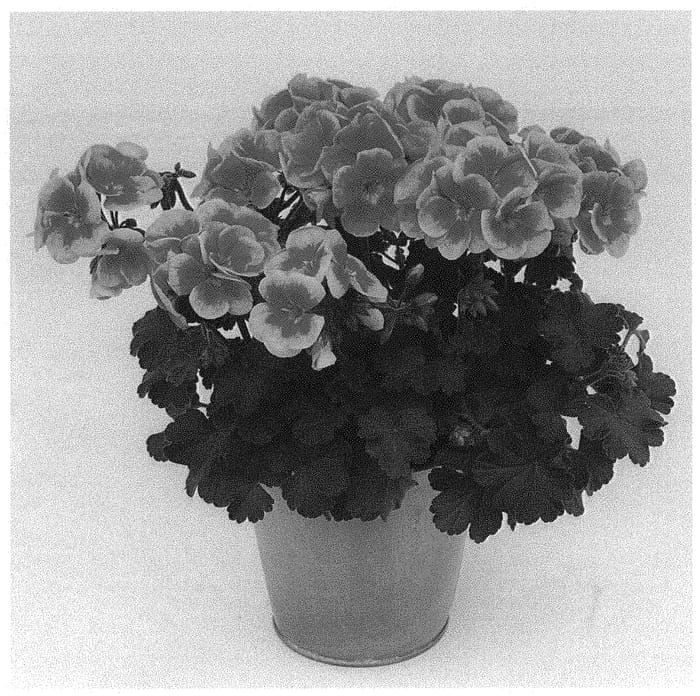 Figure 1 of US plant patent PP34708, the photograph of KLEPZ21615 printed in the patent.