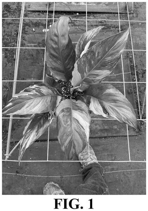 Figure 1 of US plant patent PP34709, the photograph of Lucia printed in the patent.