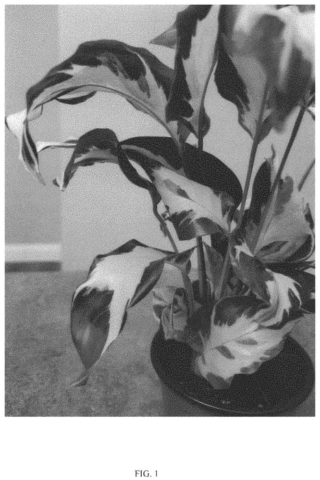 Figure 1 of US plant patent PP34710, the photograph of STELLA printed in the patent.