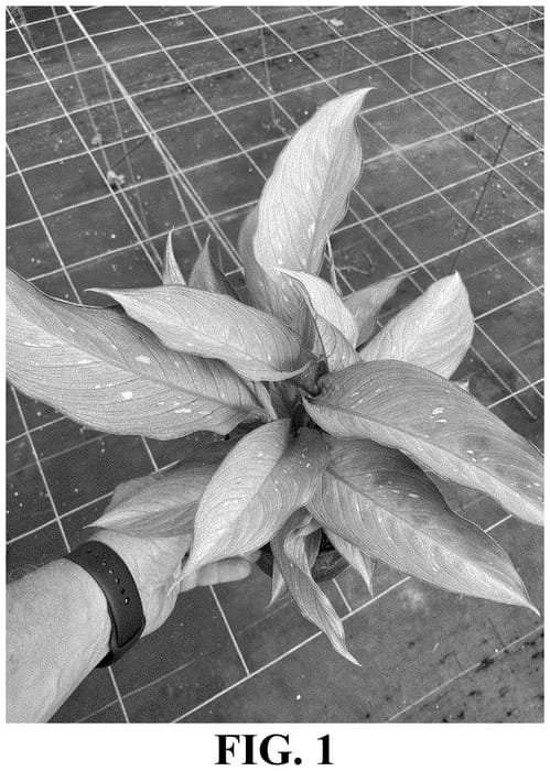 Figure 1 of US plant patent PP34711, the photograph of A1 printed in the patent.