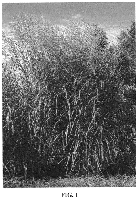 Figure 1 of US plant patent PP34712, the photograph of NCMS3 printed in the patent.