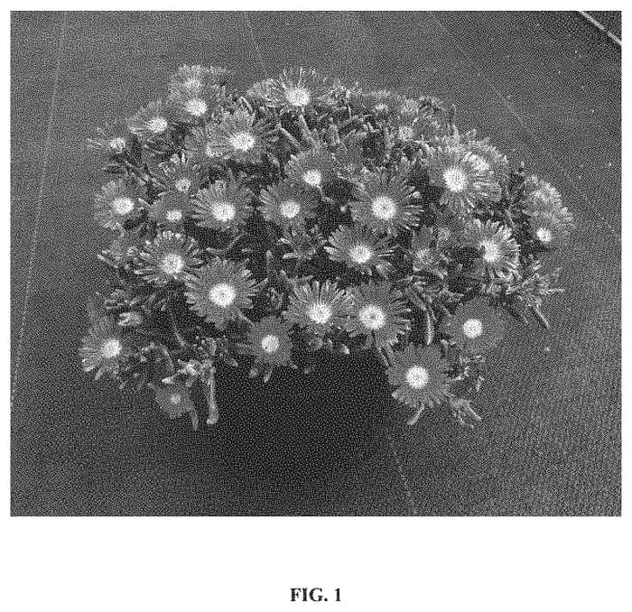 Figure 1 of US plant patent PP34713, the photograph of W1811 printed in the patent.