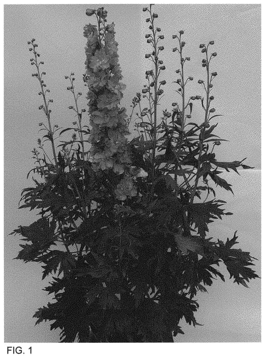 Figure 1 of US plant patent PP34714, the photograph of ET DLP 829 printed in the patent.