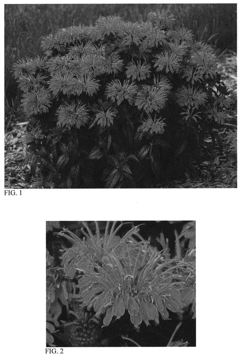 Figure 1 of US plant patent PP34715, the photograph of Berry Taffy printed in the patent.