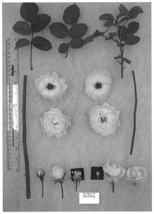 Figure 1 of US plant patent PP34716, the photograph of AUSpital printed in the patent.