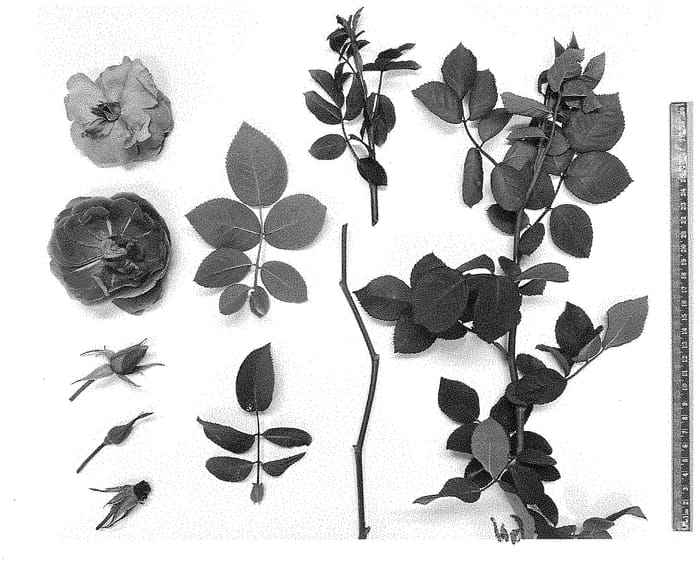 Figure 1 of US plant patent PP34717, the photograph of Cologne King printed in the patent.