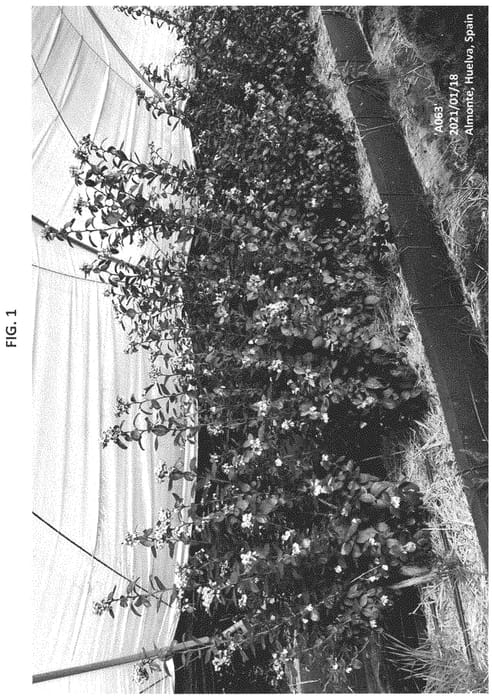 Figure 1 of US plant patent PP34718, the photograph of RB A063 printed in the patent.