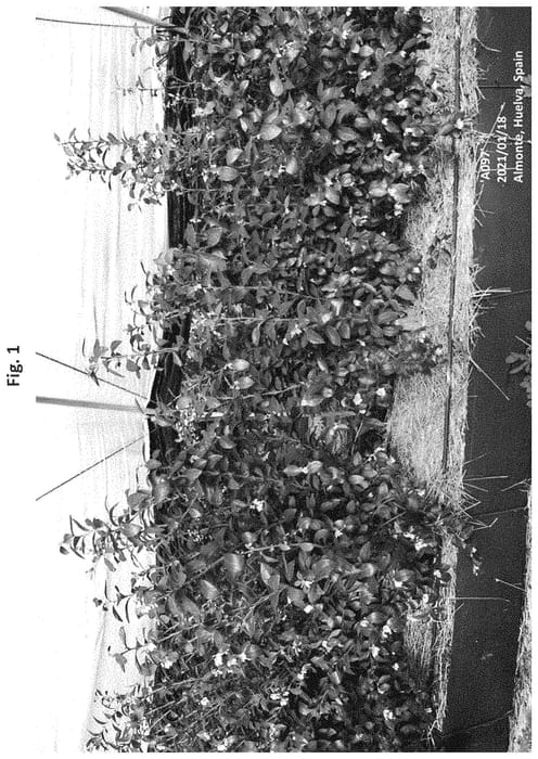 Figure 1 of US plant patent PP34719, the photograph of RB A097 printed in the patent.
