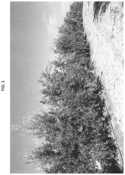 Figure 1 of US plant patent PP34720, the photograph of I-30 printed in the patent.