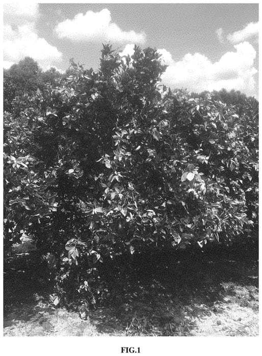Figure 1 of US plant patent PP34721, the photograph of OLL-20 printed in the patent.