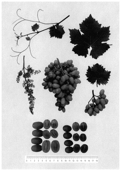 Figure 1 of US plant patent PP34722, the photograph of GENSEL 1 printed in the patent.