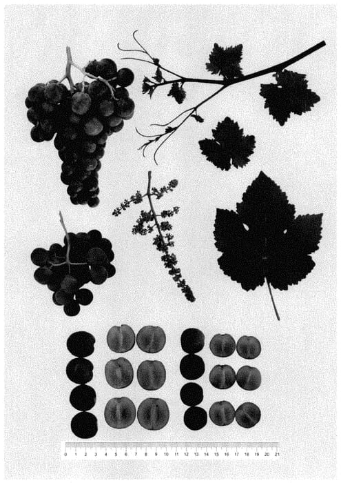 Figure 1 of US plant patent PP34723, the photograph of GENSEL 2 printed in the patent.